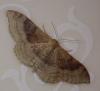 Idaea degeneraria